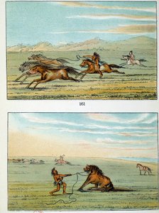 Amerika indiánjai: hogyan kell elkapni a vadlovakat. Illusztráció: George Catlin (1794-1872) alkotó: George Catlin