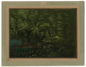 Luxus erdő az Amazonas partján alkotó: George Catlin