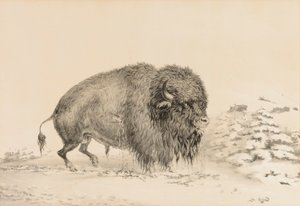 Súlyosan sebesült bölény - 16. sz. alkotó: George Catlin