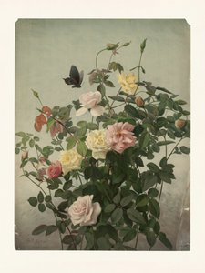  alkotó: George Cochran Lambdin