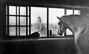 A Szent Pál-székesegyházra néző ló egy többszintes istállóból, London, 1920-as évek