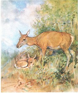 Mindig készen állt neki egy kényelmes ágy fűben vagy páfrányban (színes litho)