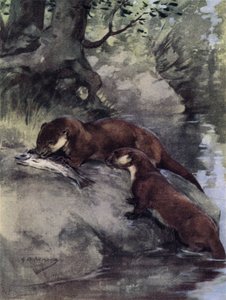 Bonnie rácsot hagytak a hengeren (színes litó)