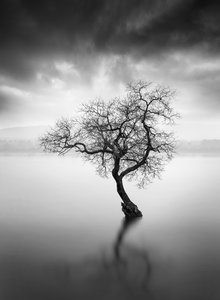 A magányos fa tükörképe alkotó: George Digalakis