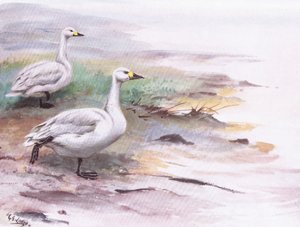 Bewick hattyúja (litográfia) alkotó: George Edward Lodge