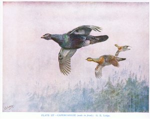 A fürj (elöl a hím), illusztráció Kirkman  Jourdain "British Birds" című művéből. alkotó: George Edward Lodge