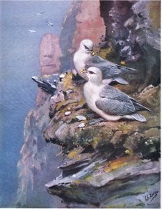 Fulmars (litho)