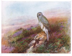 Hím tyúkhúr, illusztráció a Kirkman  Jourdain által készített "British Birds"-ből. alkotó: George Edward Lodge
