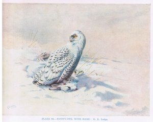 Hóbagoly nyúllal, illusztráció a Kirkman  Jourdain által készített "British Birds"-ből.