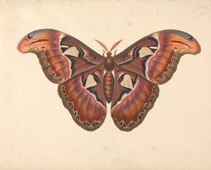 Atlaszmoly alkotó: George Edwards