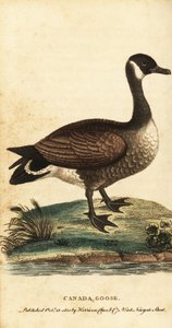 Kanadai liba, Branta canadensis., 1800 (metszet) alkotó: George Edwards