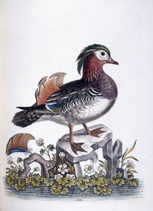 Kínai kékeszöld, 1746 alkotó: George Edwards