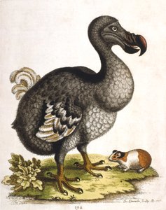 Dodo és tengerimalac, 1750