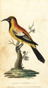 Oriole feketerigó, Gymnomystax mexicanus. ,1800 (metszet) alkotó: George Edwards
