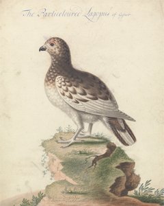 hófajd alkotó: George Edwards