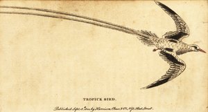 Red-billed tropicbird, Phaethon aethereus.,1800 (engraving)   1409486   hu       hungarian Successfully Translated  Original: At the Theatre Translat: At the Theatre 1304084 hu hungarian Successfully Translated Original: Two Male Nudes Translat: Two Male N alkotó: George Edwards