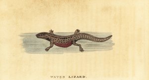 Sima gőte, Lissotriton vulgaris. ,1800 (metszet) alkotó: George Edwards