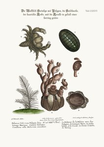A bálna balanusa polipokkal, a Limax kikötő, a szőrös rák és a halszálkás korall, 1749-73