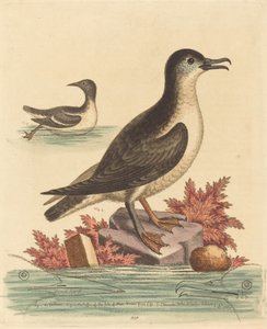 A Guillemot és a Man-szigeti Puffin, 1762. alkotó: George Edwards