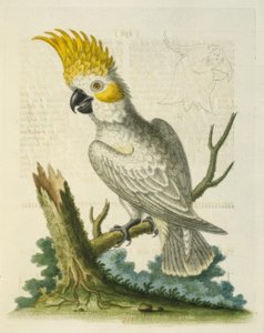A kis fehér kakadu sárga címerrel. / Le Petit Cacatua Blanc a Crete Jaune alkotó: George Edwards
