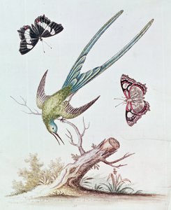 A hosszúfarkú kolibri, 1742 alkotó: George Edwards