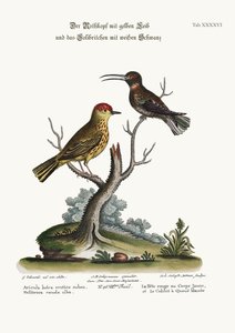 A sárga vörös pólus és a fehérfarkú kolibri, 1749-73