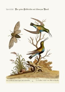 A fekete hasú zöld kolibri, 1749-73