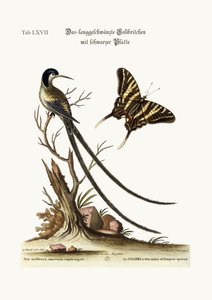 A hosszú farkú fekete sapkás kolibri, 1749-73