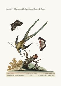 A hosszúfarkú zöld kolibri, 1749-73