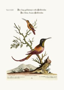 A hosszú farkú vörös kolibri. A kis barna kolibri, 1749-73