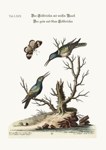 A fehérhasú kolibri. A zöld és kék kolibri, 1749-73