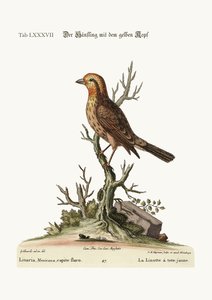 A sárgafejű Linnet, 1749-73