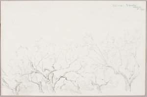 Olajbogyó-Fiesole alkotó: George Elbert Burr