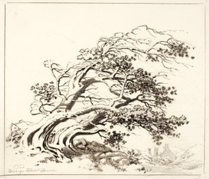 Sketch for Pines in Wind, Estes Park alkotó: George Elbert Burr