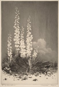 Szappanfű, Arizona (2. sz.) alkotó: George Elbert Burr