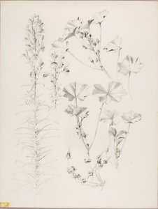 Cím nélkül (Botanikai tanulmány) alkotó: George Elbert Burr