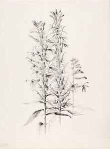 Cím nélkül (Kardinális virág, Lobelia Cardinalis) alkotó: George Elbert Burr