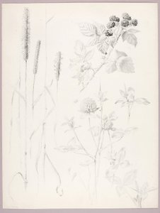Cím nélkül (Cattails, lóhere és szeder) alkotó: George Elbert Burr