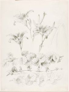Cím nélkül (Liliom és földi borostyán) (Glecoma Hederacea) alkotó: George Elbert Burr