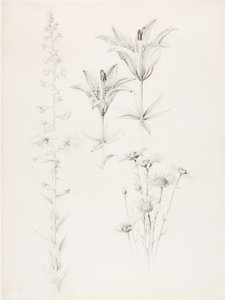 Cím nélkül (Liliom, százszorszép, hibiszkusz)