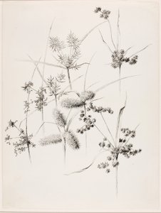 Cím nélkül (szegélyfüvek) alkotó: George Elbert Burr