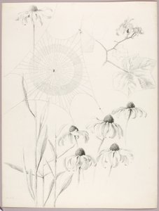 Cím nélkül (Pókháló és margaréták) alkotó: George Elbert Burr