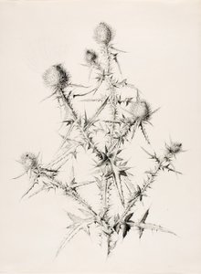Cím nélkül (Thistle)