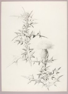Cím nélkül (Thistle) alkotó: George Elbert Burr