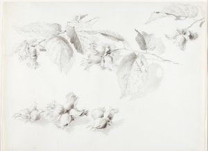 Cím nélkül (Vadmogyoró, Corylus Americana) alkotó: George Elbert Burr