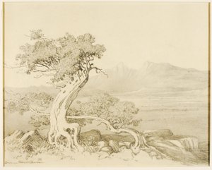 Cím nélkül (transzferrajz az Old Cedars és Spanish Peaks számára) alkotó: George Elbert Burr