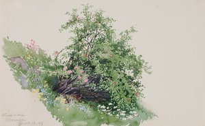 Vadrózsa, Mosás, 1898.