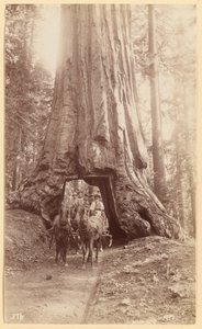 Wawona. a fa fázisát mutatja (átmérő, 30 láb). Mariposa Grove.