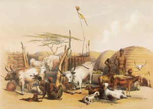 Egy zulu kraal az Umgaki folyón Natalban alkotó: George French Angas