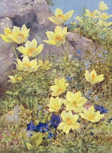 Anemone sulphurea és Gentiana excisa közvetlenül a mezőn festve május végén (színes litográfia) alkotó: George Jackson Flemwell